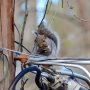 Squirrels Trigger Three Power Outages in Montana City