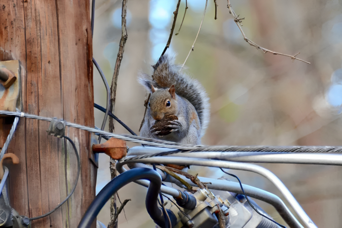 Squirrels