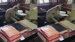 Monkey Using Computer Caught On Camera Stuns Internet