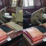 Monkey Using Computer Caught On Camera Stuns Internet