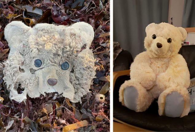 teddy bear