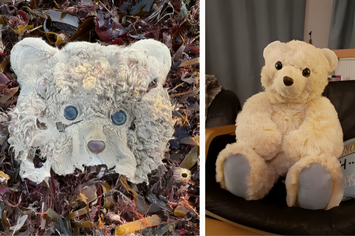 teddy bear