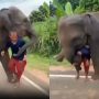 Viral Video: Young Elephant Refuses To Let Go Of Caretaker