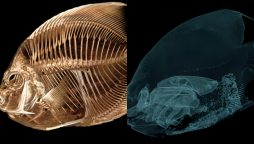 CT Scans Fish