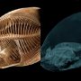 Denver Zoo CT Scans Fish with Unusual Buoyancy