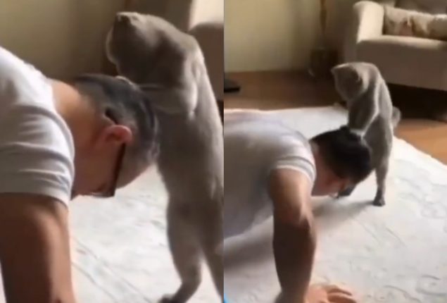 Pawsonal Trainer