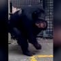 Baby Chimpanzee Reunites with Mother After Snake Bite