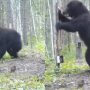 Bear’s Mirror Reflection Reaction Goes Viral