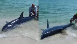 Watch: US Beachgoers Rescue Stranded Mako Shark
