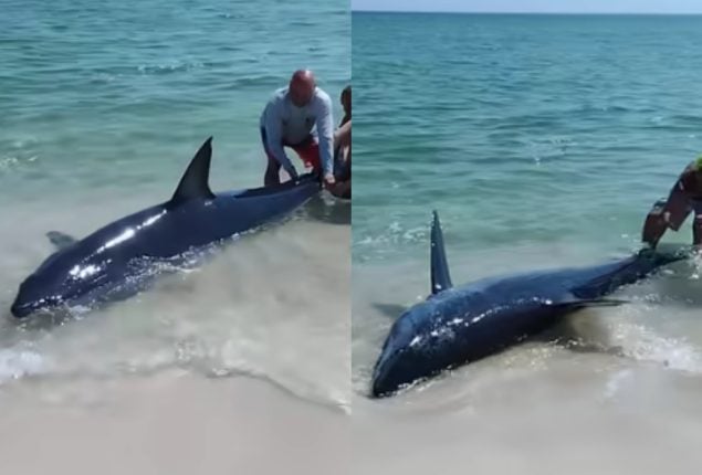 Watch: US Beachgoers Rescue Stranded Mako Shark
