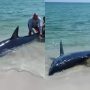 Watch: US Beachgoers Rescue Stranded Mako Shark