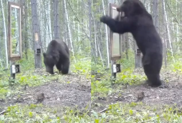 Bear hilarious reaction after seeing his reflection in the mirror