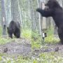 Bear hilarious reaction after seeing his reflection in the mirror