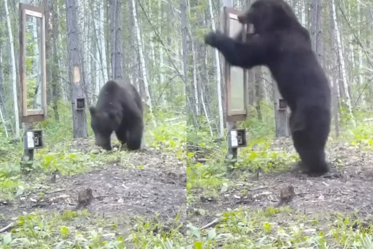 Bear hilarious reaction after seeing his reflection in the mirror
