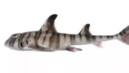 Creepy shark found in the sea with human teeth