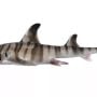 Creepy shark found in the sea with human teeth