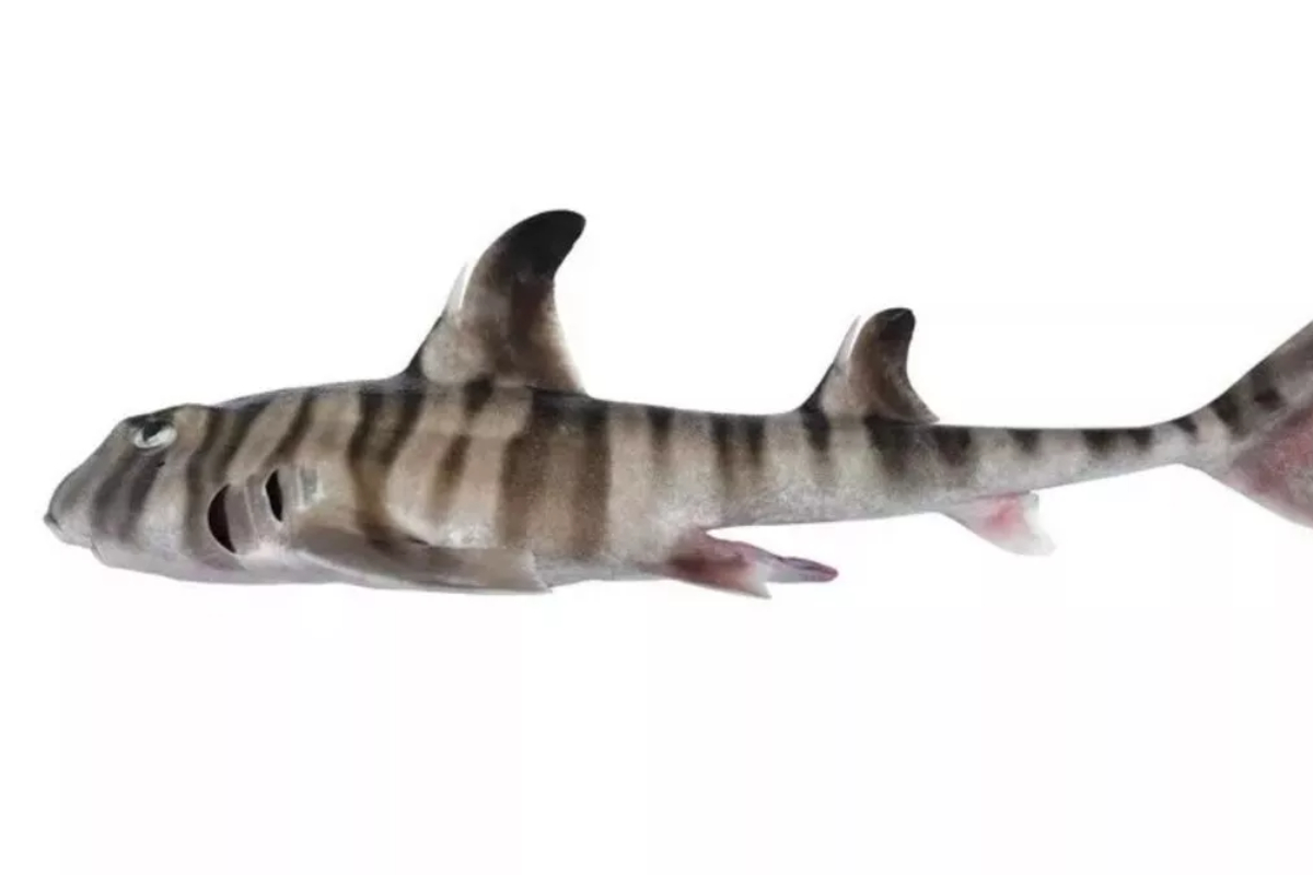Creepy shark found in the sea with human teeth