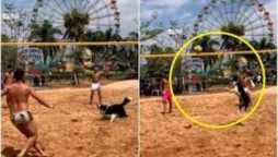 Dog Shows Humans How It’s Done in Viral Volleyball Video