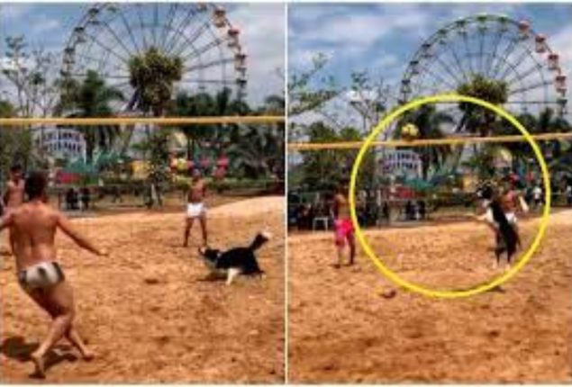Dog Shows Humans How It's Done in Viral Volleyball Video