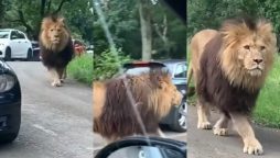 Huge lion causes traffic jam, drivers flee in terror