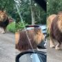 Huge lion causes traffic jam, drivers flee in terror