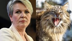 Australia: Government Takes Aim at Feral Cats in Bid to Save Native Wildlife