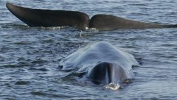Whale hunters Iceland