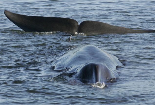 Whale hunters Iceland