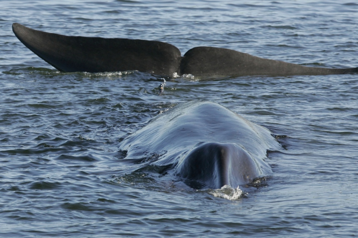 Whale hunters Iceland