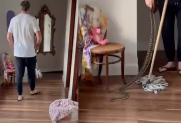 Former cricketer Glenn McGrath catches 3 pythons in his home