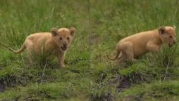 Tiny Lion Cub’s Mighty Roar Will Make You Smile