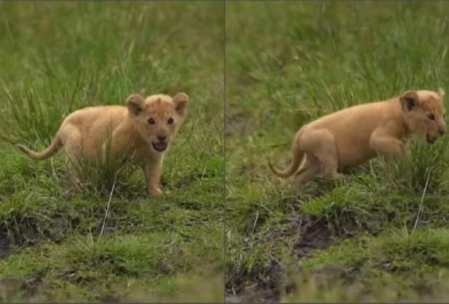 Tiny Lion Cub’s Mighty Roar Will Make You Smile