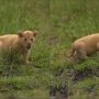 Tiny Lion Cub’s Mighty Roar Will Make You Smile