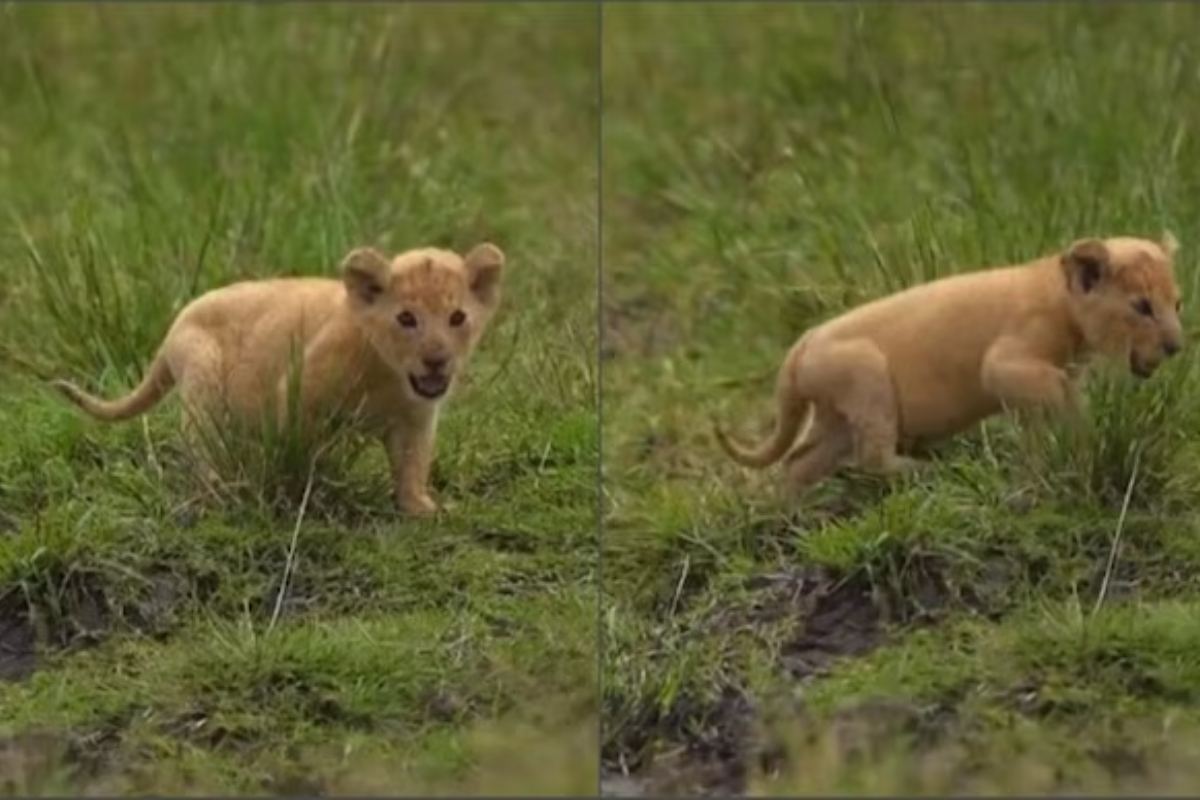 Tiny Lion Cub's Mighty Roar Will Make You Smile
