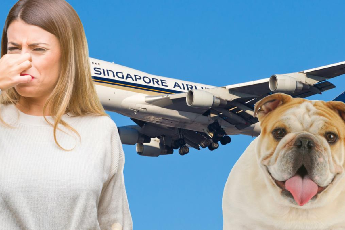 New Zealand Couple's Flight Nightmare: Stinky Dog
