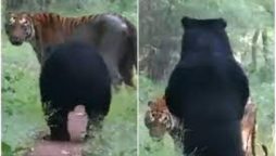 Tiger and Bear Share Friendly Encounter in Viral Video