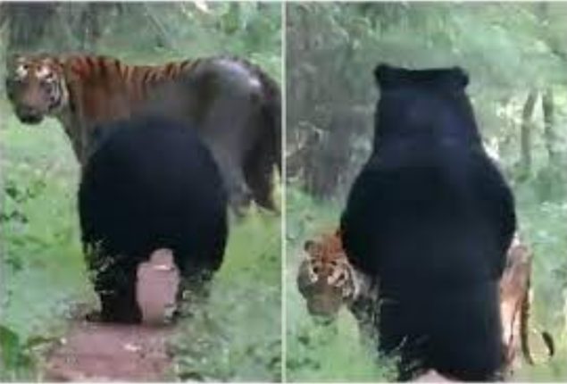 Tiger and Bear Share Friendly Encounter in Viral Video
