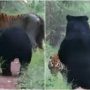Tiger and Bear Share Friendly Encounter in Viral Video