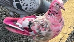 Bizarre bird sighting: Pink pigeon spotted in Bury town center