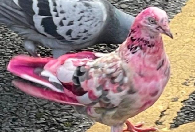 Bizarre bird sighting: Pink pigeon spotted in Bury town center