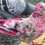 Bizarre bird sighting: Pink pigeon spotted in Bury town center