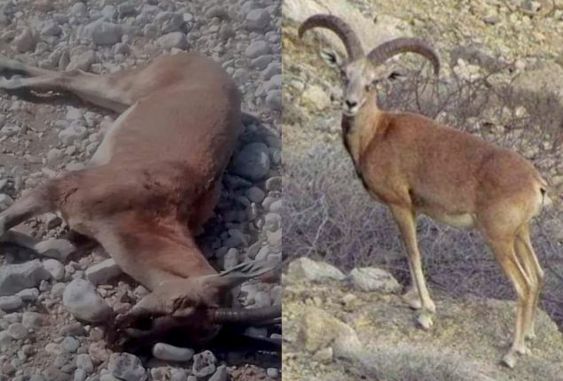 Kirthar National Park.