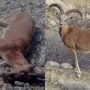 35 ibex died from contagious disease in Kirthar National Park