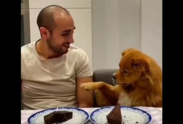 Dog tries to keep its cool as human eats its cake