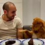 Dog tries to keep its cool as human eats its cake