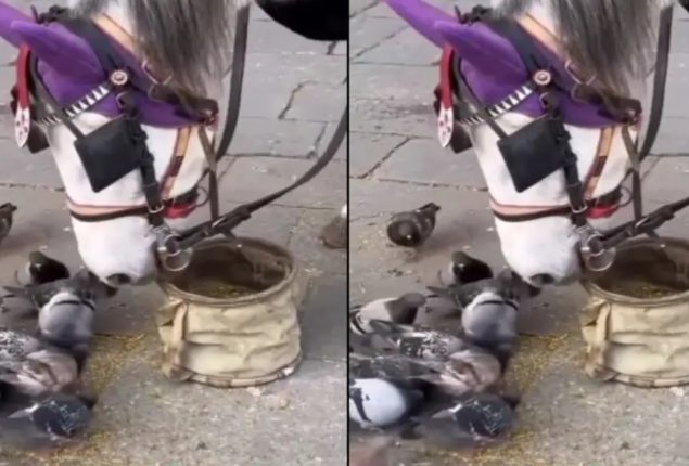 Horse shares food with pigeons in heartwarming video