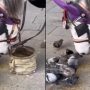 Horse shares food with pigeons in heartwarming video
