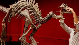 "Barry" the Dinosaur on the Auction Block in Paris