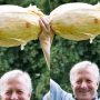 UK Gardener breaks record with growing massive 8.97 kg onion