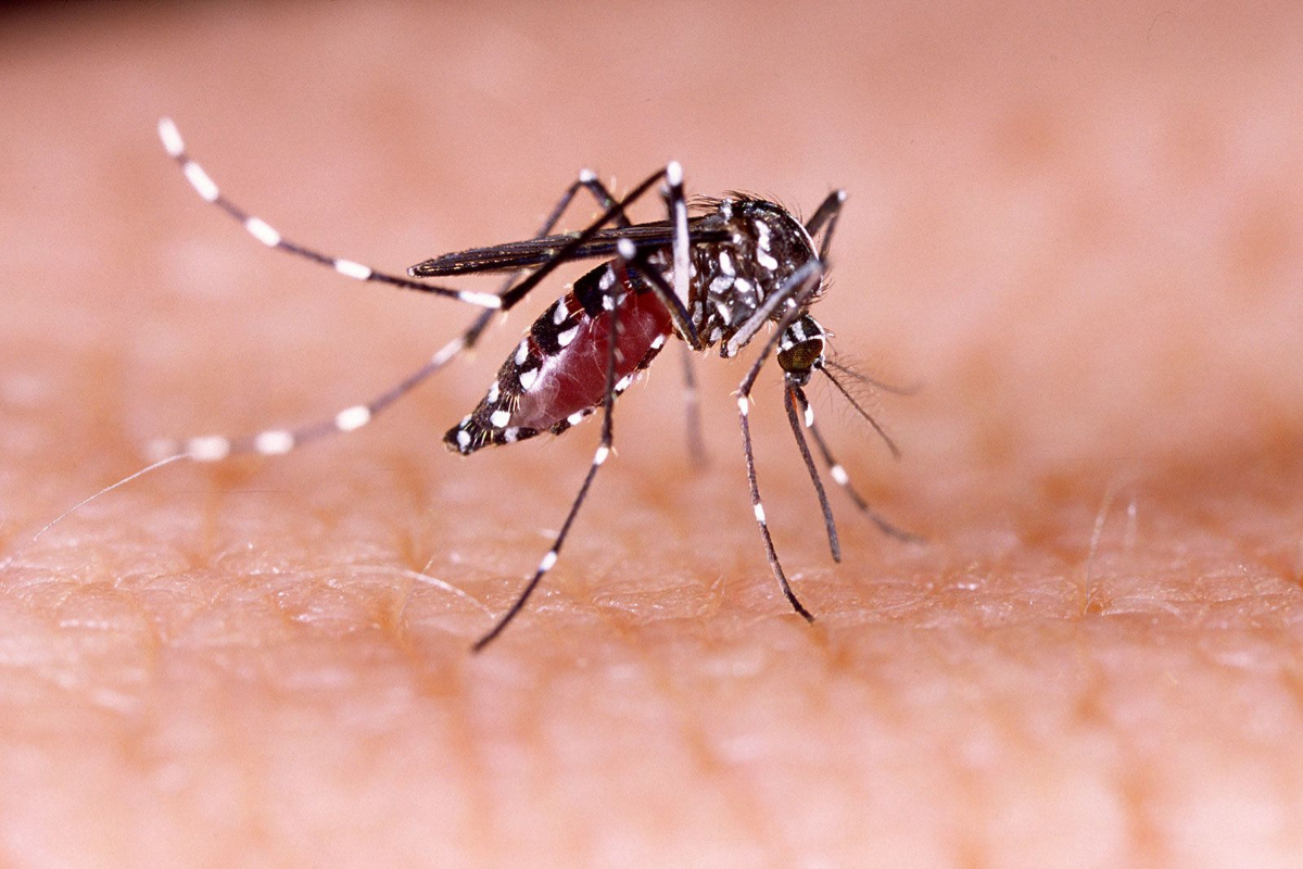Dengue cases